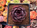 Echeveria 'Graphite' 1" New Hybrid Succulent Plant