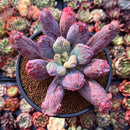 Echeveria 'Linguas' 4" Succulent Plant