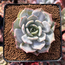 Echeveria 'Lehman' 3" Powdery Succulent Plant