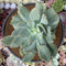 Echeveria 'Luella' Variegated 5" Large Succulent Plant