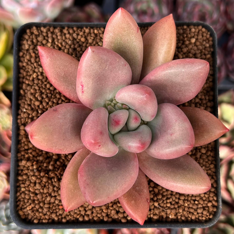 ruby succulent Graptoveria 'Ruby Donna' 3" Succulent Plant – True Succulents Plant Co
