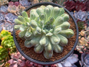 Echeveria 'Hearts Choice' 4"-5" Large Succulent Plant