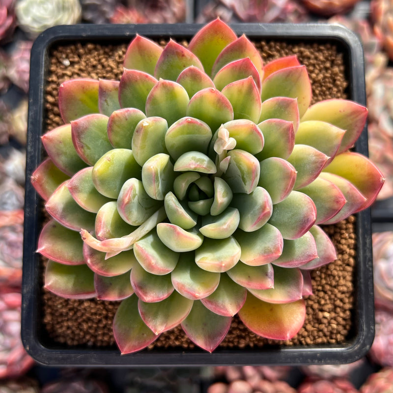 succulent price Echeveria 'King Midas' Variegated 3"-4" Succulent Plant – True Succulents Plant Co
