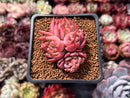 Echeveria 'Sabarez' 2" Cluster Succulent Plant