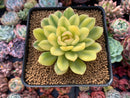 Echeveria 'Pulidonis' Vairegated 3" Succulent Plant