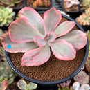 Echeveria 'Roselac' Variegated 2"-3" Succulent Plant