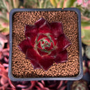 Echeveria Agavoides 'Luming' 2" Succulent Plant