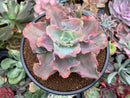 Echeveria 'Chantilly' Mutation Variegated 4" Succulent Plant