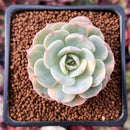 Echeveria 'Bluette' Variegated 1" Succulent Plant