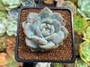 Echeveria 'Orange Monroe' 2" Succulent Plant