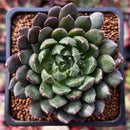 Echeveria 'Scorpio' 2" Succulent Plant
