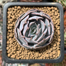 Echeveria 'Lovely' Hybrid 2"-3" Succulent Plant