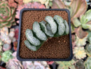 Haworthia Truncata 'White dragon' 3" Succulent Plant