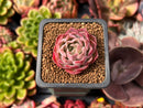Echeveria 'Mohican' 1" Succulent Plant