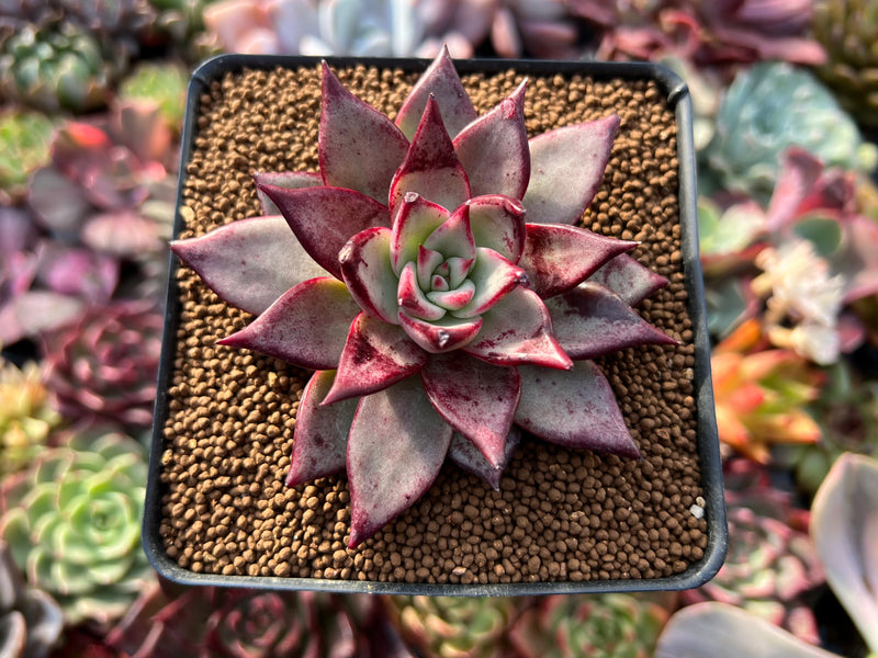Echeveria Agavoides 'Electra' 3" Seed-grown Succulent Plant