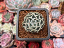 Echeveria 'Revolution' 1" Succulent Plant