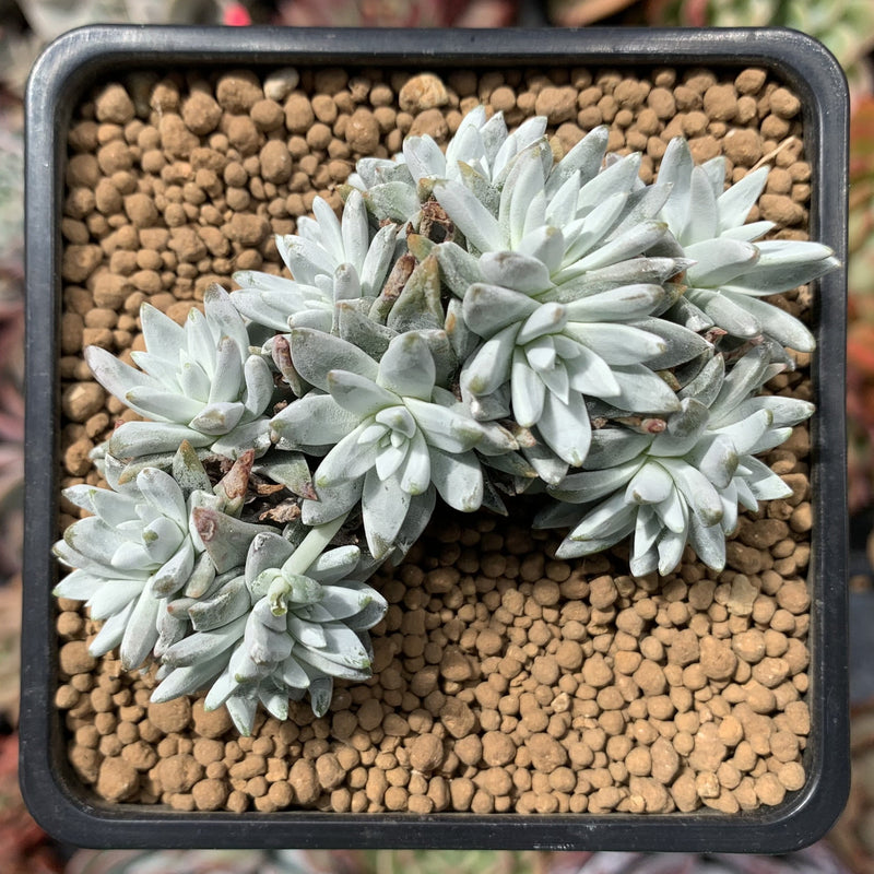 white sprite succulent Dudleya 'White Greenii' 3"-4" Cluster Succulent Plant – True Succulents Plant Co