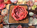 Echeveria 'Love Letter' 2" Succulent Plant