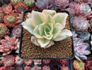 Echeveria 'Japan Moon River' Variegated 3" Succulent Plant
