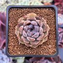 Echeveria 'Citrine' 1"-2" Seed Grown Air Magic Hybrid Succulent Plant