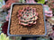 Echeveria 'Primavera' 1" Succulent Plant