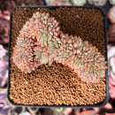 Echeveria 'Deren-Oliver' Crested 2"-3" Succulent Plant
