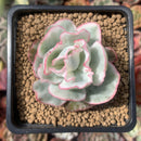 Echeveria 'Berkley Light' Variegated 2” Succulent Plant