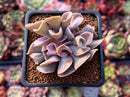 Echeveria 'Perle von Nurnberg' Trumpeting Form (Not Trumpet Pinky) 2" Succulent Plant
