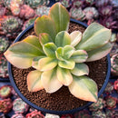 Echeveria 'Jyulia' Variegated 4" Succulent Plant