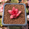 Echeveria Agavoides 'Sirus' 1" Small Seedling Succulent Plant *Seed Grown*