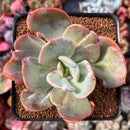 Echeveria 'Berserk' Variegated 3" Cutting Succulent Plant