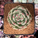 Echeveria 'Monro Chanel' 3" Succulent Plant