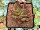 Echeveria Agavoides 'Pysche 3" Succulent Plant