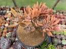 Graptoveria 'Fred Ives' Crested Cluster 8" Large Succulent Plant