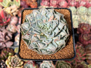 Echeveria 'Hearts Choice' 3" Succulent Plant