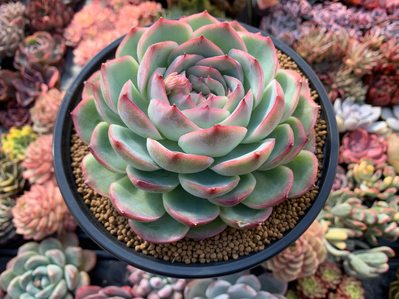 very large succulent plant Echeveria 'Silhouette' Extra Large 6" Powdery Succulent Plant
