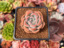 Echeveria 'Mona Lisa' 2" Succulent Plant
