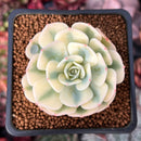 Echeveria 'Compton Carousel' 2" Succulent Plant