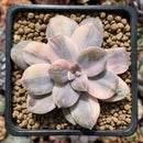 Quetzalcoatlia 'Pentandra Superba' Variegated 2" Succulent Plant (Formerly Graptopetalum 'Pentandrum Superbum' Variegated)