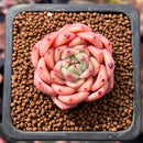 Echeveria 'Herbion' 1" Succulent Plant