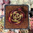 Echeveria Agavoides 'Black King' 2" Succulent Plant