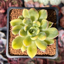 Echeveria 'Briddoza' Variegated 2" Succulent Plant