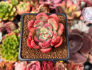 Echeveria 'Victory' 1"-2" Succulent Plant