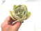 Echeveria 'Smile Ball' 4" Rare Succulent Plant