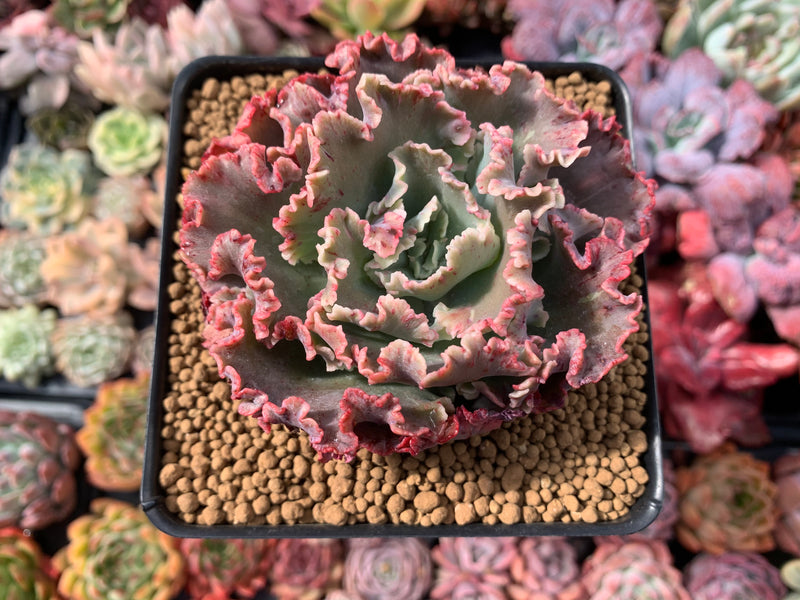 cleopatra succulent Echeveria 'Cleopatra' 4"-5 Succulent Plant