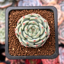 Echeveria 'Blue Dolphin' 1" Succulent Plant