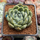 Echeveria 'Bahamas' 2" Air Magic Hybrid Succulent Plant