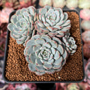 Echeveria 'Minima' 2"-3" Cluster Succulent Plant