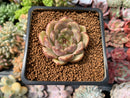 Echeveria 'Herbion' 2" New Hybrid Succulent Plant