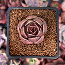 Echeveria 'Round Leaf Puff' 2" Succulent Plant